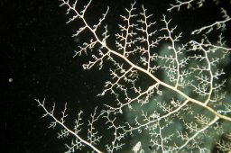 20000626_Wadi_Gimal_West_Nacht_0068